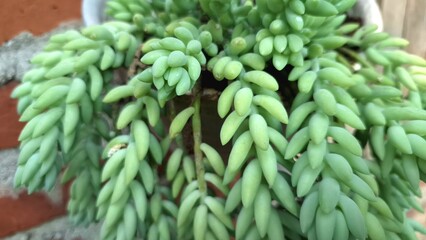 Donkey's Tail Plant Foliage: Close-Up of Healthy Sedum morganianum, a Cascading Green Succulent Ideal for Hanging Baskets and Eco-Friendly Indoor Decor