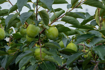 青い柿の実る枝
