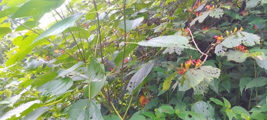 Lush green jungle vegetation with red and yellow wildflowers growing in natural light. The image captures the beauty of untamed plant life in a dense forest environment.