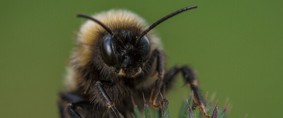 BUMBLEBEE - An a cute hairy insect on a wild plant in its natural environment
