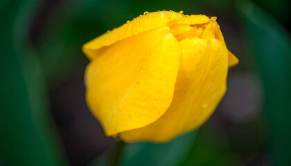 Dew-kissed yellow tulip bud, close-up, soft focus background