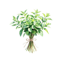 Obraz premium Mint sprigs in a bouquet, tied with a string. Watercolor digital illustration. Medicinal and culinary aromatic herbs, isolated on a white background
