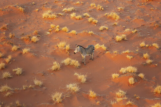 Aerial view of a lone zebra wanders amidst the undulating dunes, casting long shadows across the landscape, Namib Desert, Namibia.
