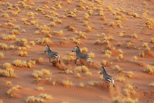 Aerial view of zebras gallop across the sun-kissed dunes, their stripes a stark contrast against the rippled sand, Namib Desert, Namibia.