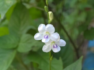 Two White Wildflowers in Nature

A pair DF delicate white wildflowers with
purple centers, captured in a bright natural
setting with- On green leaves in the
background.
