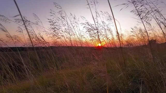 Summertime mountain fields landscape with flowers in sunset sunrise time.	
