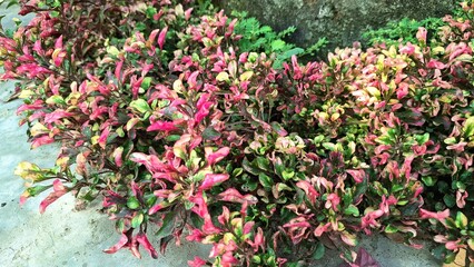 Alternanthera Plant with Dense Colorful Leaves, Natural Foliage Texture, Garden Landscaping and Greenery Concept