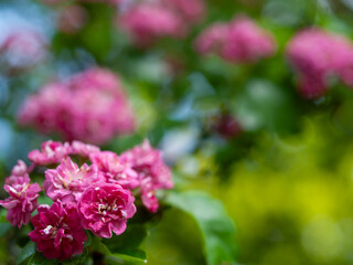 A bunch of pink flowers with green leaves