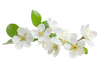 Obraz premium Delicate white apple blossoms with green leaves isolated on transparent background. White flower isolated on white background.