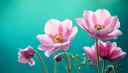 Fototapeta premium Gently pink flowers of anemones outdoors in summer spring close-up on turquoise background w.jpg