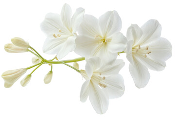 Fototapeta premium Delicate white flower cluster isolated on transparent background. White flower isolated on white background.