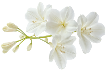 Delicate white flower cluster isolated on transparent background. White flower isolated on white background.