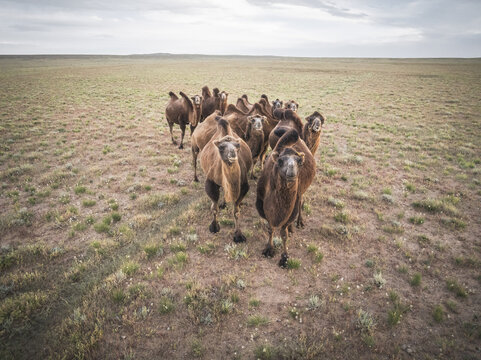 Aerial view of a herd of Bactrian camels with their shaggy coats standing out against the sparse grasslands under a vast sky, Tsagaan Suvarga, Dundgovi, Mongolia.