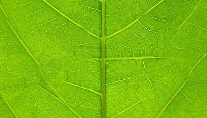 Obraz premium Close-up view of a vibrant green leaf's veins