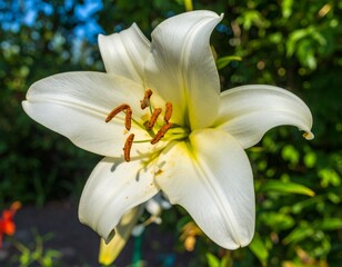 Fototapeta premium Close-up and Macro Photography of Lily (Lilium) Flowers in Natural Light 