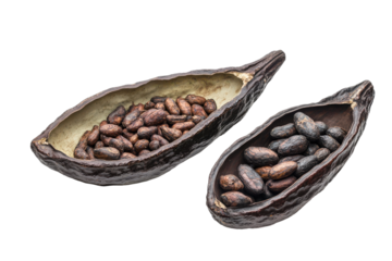 Open cacao pod filled with raw beans isolated on transparent background. Whole and half cocoa pod with raw beans isolated on white background.