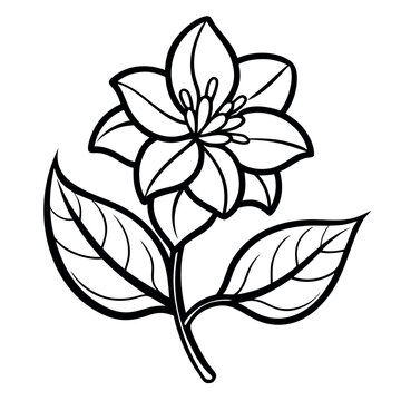 Vector art of trillium flower outline drawing isolated on white background