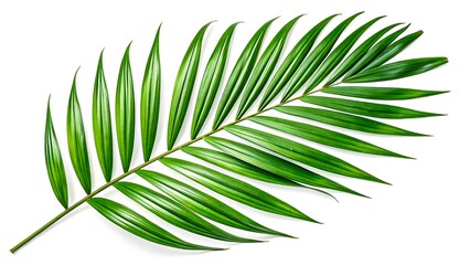 Green palm leaf isolated on white background
