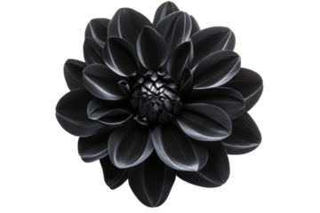 Single black dahlia flower isolated on transparent background. Black flower isolated on white background.
