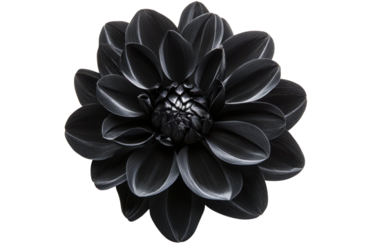Single black dahlia flower isolated on transparent background. Black flower isolated on white background.