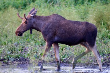 young male wild elk walking along the shore of a forest pond on a summer evening closeup.