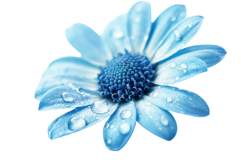 Single light blue daisy with water droplets isolated on transparent background. Blue flower with water drop isolated on white background.