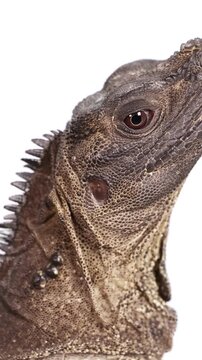 Hydrosaurus Amboinensis in Close-Up Profile View