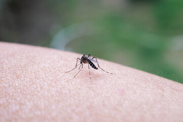 Aedes aegypti mosquitoes bite on human arm