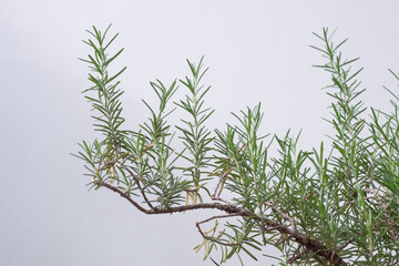 Rosemary plant herb in the garden