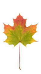 Fototapeta premium Autumn maple leaf isolated on white