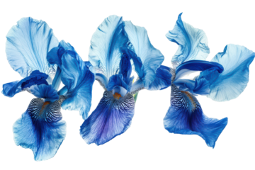 Three delicate blue iris flowers isolated on transparent background. Blue iris flowers isolated on white background.
