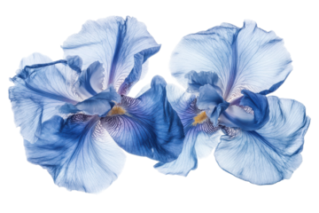 Delicate blue iris flowers isolated on transparent background. Blue iris flowers isolated on white background.