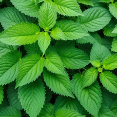 stinging nettle leaves as background green texture of nettle