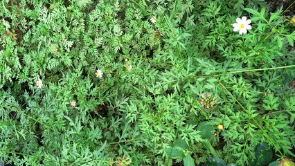 Kenikir Leaf Cosmos Growing in Garden Natural Background Edible Herb Widely Used in Indonesian Food and Herbal Treatments
