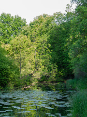 Tranquil forest pond with water lilies in spring sunlight