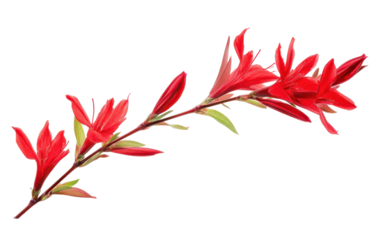 Red azalea flower branch isolated on transparent background. Branch of red flower isolated on white background.