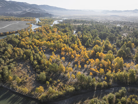 Aerial view of autumnal trees ablaze with golden hues, contrasting against the serene river snaking through the landscape, Turgen, Uvs, Mongolia.
