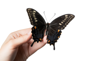 Black butterfly resting on a human hand isolated on transparent background. Butterfly isolated on white background.