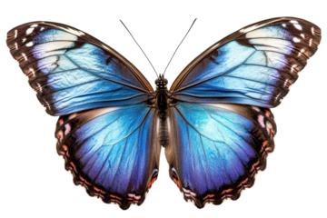 Beautiful blue morpho butterfly isolated on transparent background. Butterfly isolated on white background.