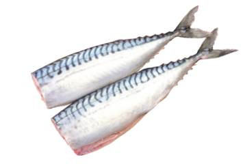 Fresh mackerel fish isolated