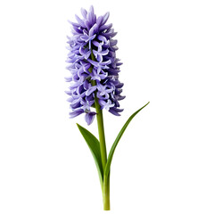 Obraz premium A single vibrant purple hyacinth flower stands tall against a stark black background showcasing its delicate petals and lush green stem and leaves