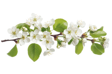 Fototapeta premium Delicate white cherry blossoms on a branch with green leaves isolated on transparent background. Cherry blossom branch isolated on white background.