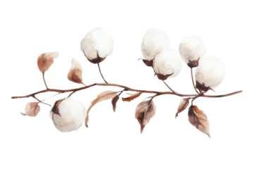 Cotton branch with fluffy bolls and dry leaves isolated on transparent background.