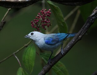 Blue-Gray Tanager Perched on a Tree Branch in Nature