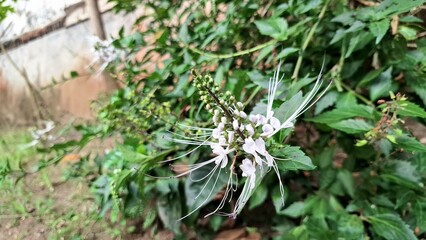 Beautiful White Java Tea Flower Orthosiphon Aristatus Bloom Macro Close Up Fresh Petal Botanical...