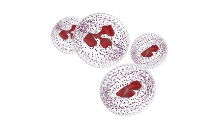 3D white blood cell on white background