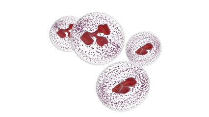3D white blood cell on white background