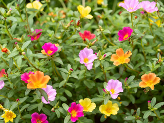 花壇に咲くポーチュラカ