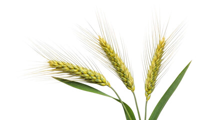 Three green wheat ears isolated on transparent background
