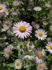 Fototapeta premium Eastern daisy fleabane (Erigeron annuus) in full bloom